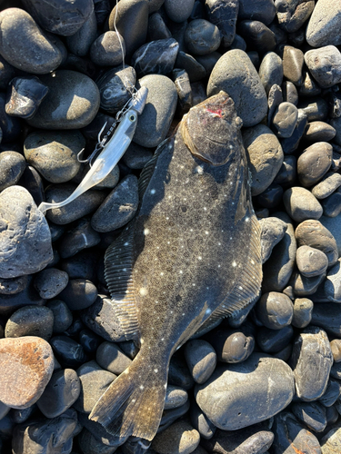 ヒラメの釣果