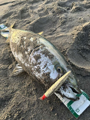 ブリの釣果