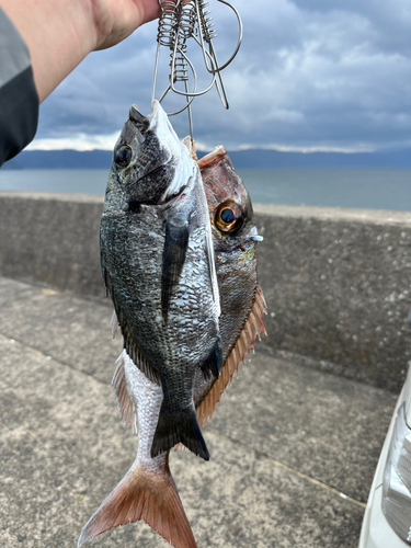 タイの釣果