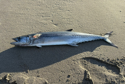 サワラの釣果