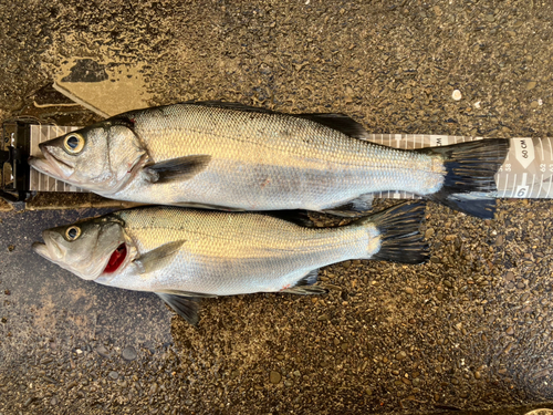 ヒラスズキの釣果