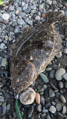 ヒラメの釣果