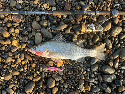 ヒラスズキの釣果