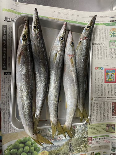 カマスの釣果