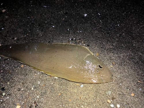 シタビラメの釣果