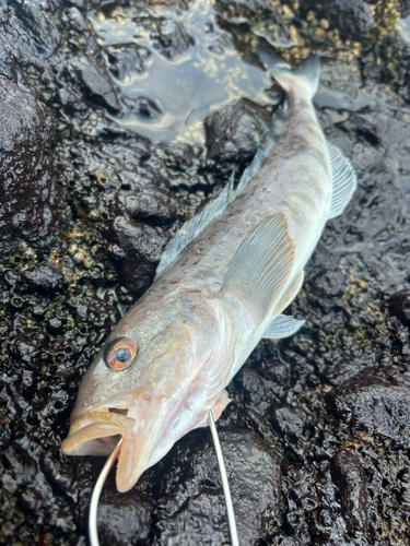 ホッケの釣果