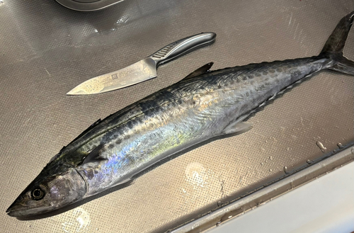 サゴシの釣果