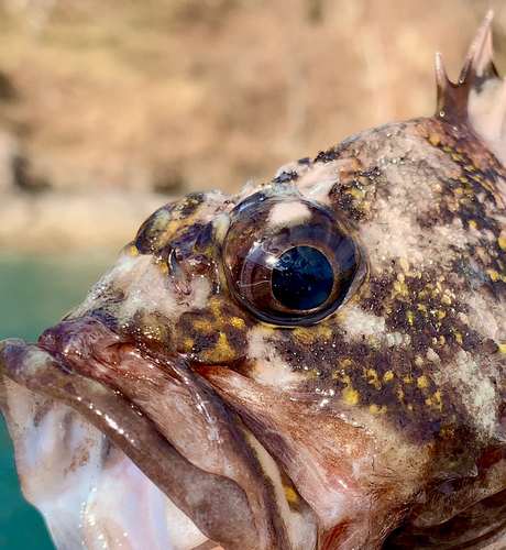 オウゴンムラソイの釣果