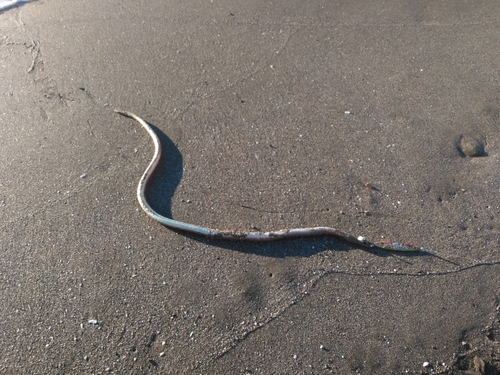 ダイナンウミヘビの釣果