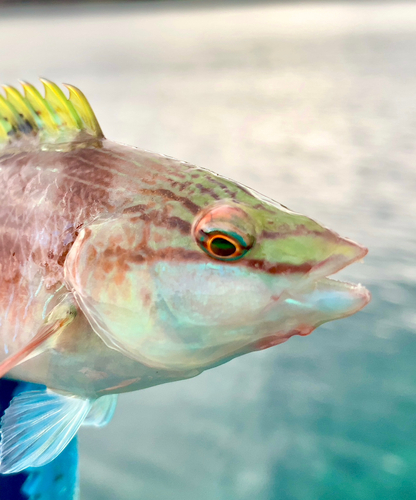 ホシササノハベラの釣果