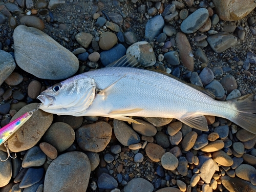 ニベの釣果