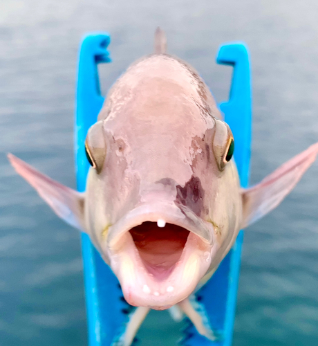 コブダイの釣果