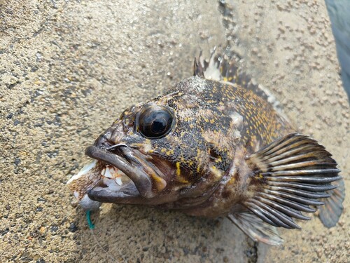 オウゴンムラソイの釣果