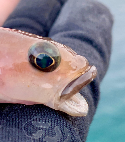 リュウグウハゼの釣果