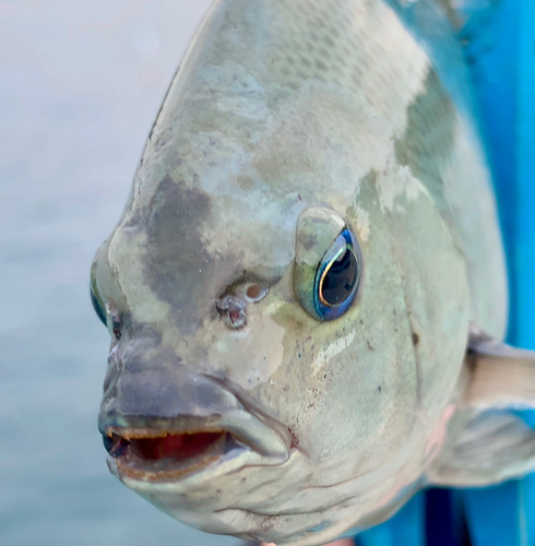 メジナの釣果