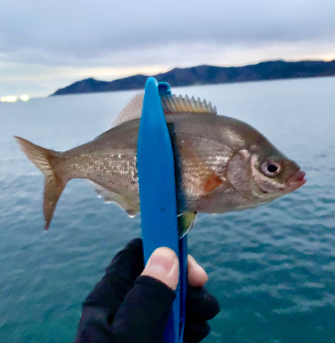 タナゴの釣果