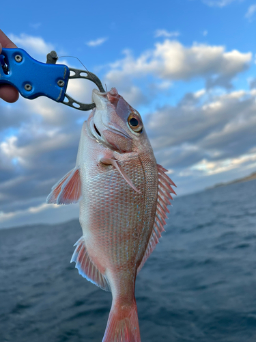 タイの釣果