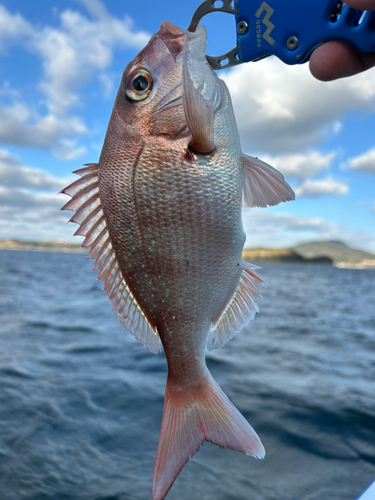 タイの釣果