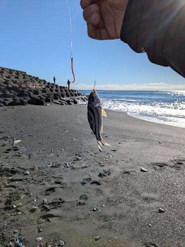 タカノハダイの釣果