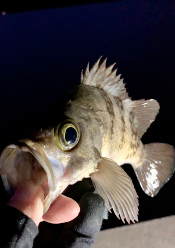 メバルの釣果