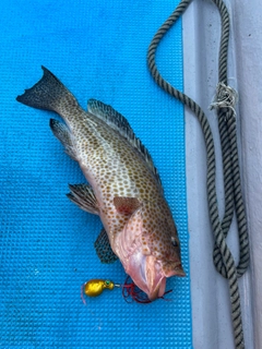 オオモンハタの釣果