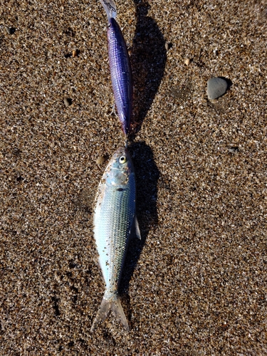 コノシロの釣果