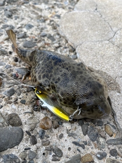 ショウサイフグの釣果