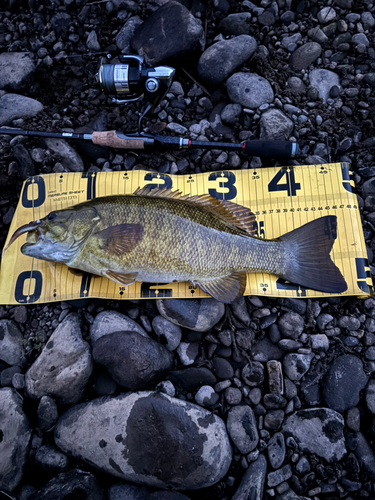 スモールマウスバスの釣果