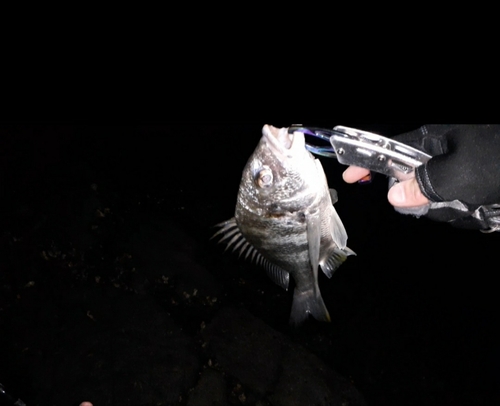 キビレの釣果