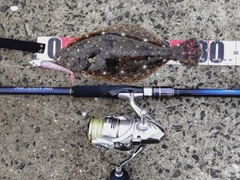 ソゲの釣果
