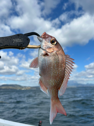 タイの釣果