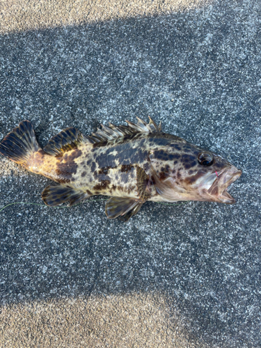 ベッコウゾイの釣果