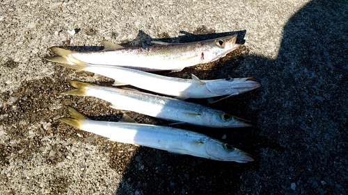 カマスの釣果