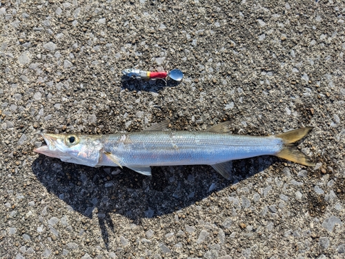 カマスの釣果