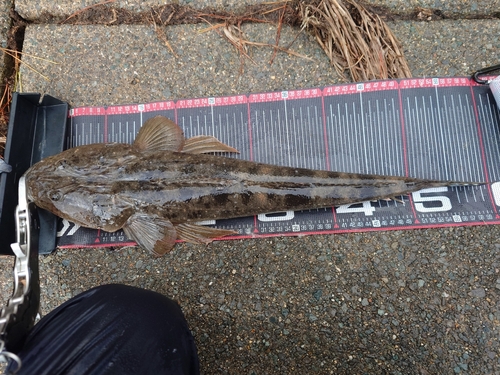 マゴチの釣果