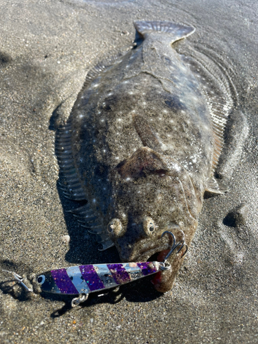 ヒラメの釣果