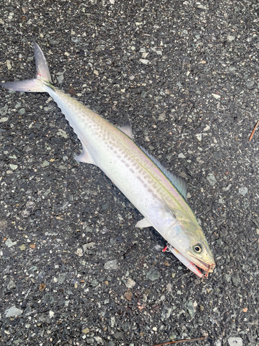 サゴシの釣果