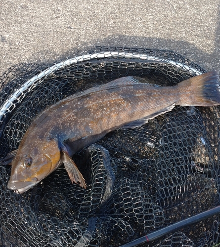 アイナメの釣果