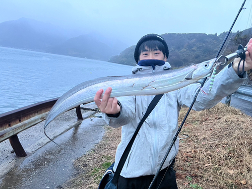 タチウオの釣果