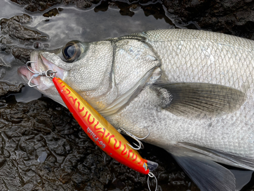 ヒラスズキの釣果