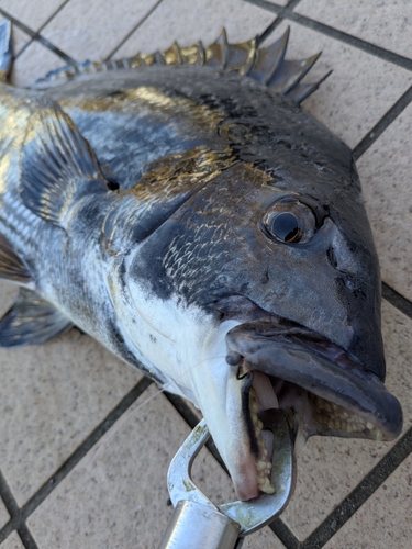 クロダイの釣果