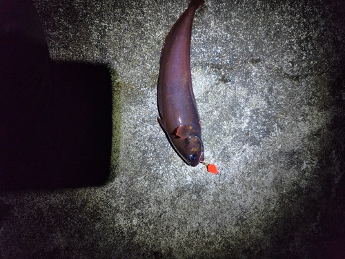 エゾイソアイナメの釣果