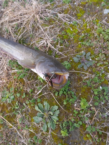 ナマズの釣果