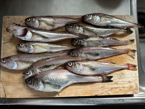 ハタハタの釣果