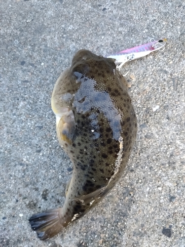 ショウサイフグの釣果