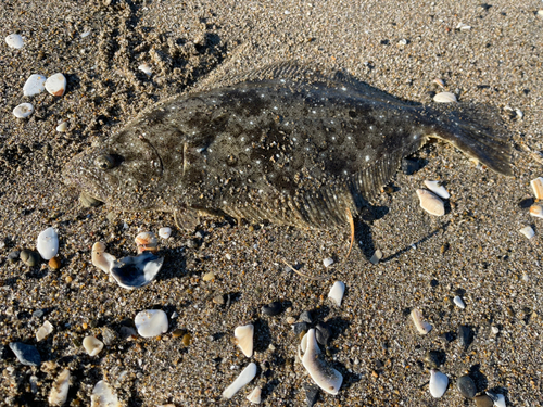 ヒラメの釣果