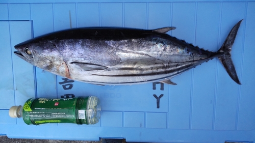 カツオの釣果