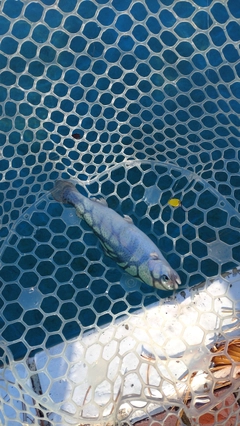 レインボートラウトの釣果