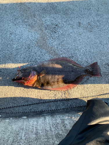 ヒラメの釣果