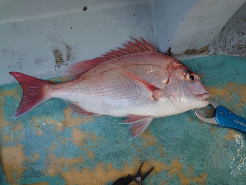 マダイの釣果